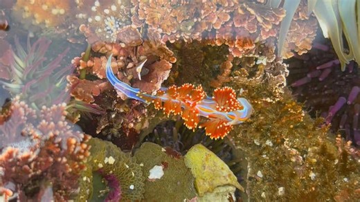 Famous for its waves, California's Mavericks draws visitors for a different kind of contest