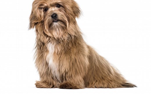 Havanese Lifespan: Average Life Expectancy and More!