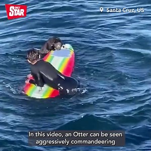 The U.S. Fish and Wildlife Service had to post warning signs for tourists 🧐 | Daily Star