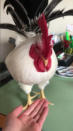 Chickens See More Colors Than Humans