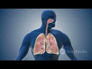 Exploring Lung Exercises: A 3D Animation Journey