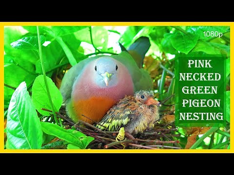 Pink Necked Green Pigeons (Rainbow Doves) Nesting | Complete Coverage | 1080p