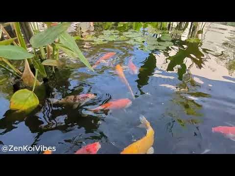 4K Zen Koi Pond - Peaceful Zen Garden Koi Fish
