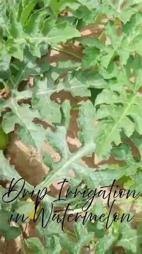 Drip Irrigation in Watermelon