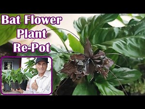 Give Your Bat Flower Plant a Fresh Start!
