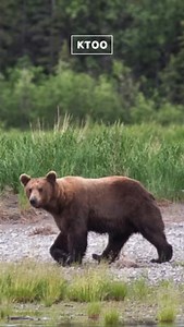 This is Lingít Word of the Week. Each week, we feature a Lingít word voiced by master speakers. Lingít has been spoken throughout present-day Southeast Alaska and parts of Canada for over 10,000 years. This week’s word is xóots, which means brown bear. 🎧 Listen to the audio here or all week on the radio to learn how to say xóots. 📸 Photo courtesy of National Park Service Gunalchéesh to X̱’unei Lance Twitchell, Goldbelt Heritage Foundation and the University of Alaska Southeast for sharing the 