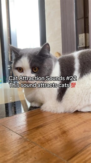 Cat Attraction Sounds That Work Every Time