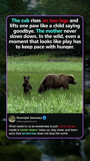 THE BEAR'S GOODBYE WAVE