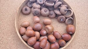 acorns