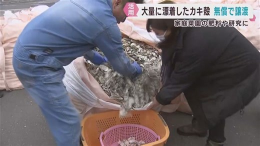 海岸に大量に漂着したカキ殻を希望者に無償で譲渡　肥料や研究に活用　宮城・石巻市（khb東日本放送）
