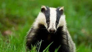 Listen to a British Guy's Hilarious Phone Call to Police After Being Chased by a Badger