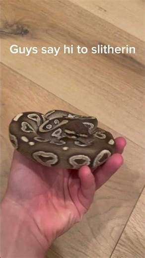 Say hi to slitherin the ball python!