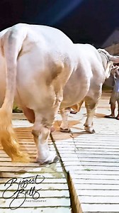 3.6M views · 10K reactions | 1400 kg bull packed with solid muscle at Brownie's Ranch | Biggest Bulls Photography | Facebook