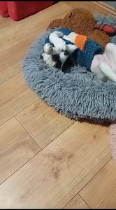 17K views · 1.4K reactions | Seamus is getting ready for his day 殺殺 | Limerick Animal Welfare | Facebook