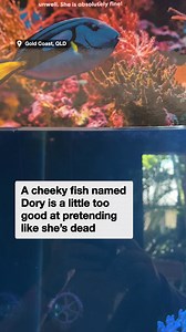 No wonder why they hired her for Finding Nemo! | News.com.au