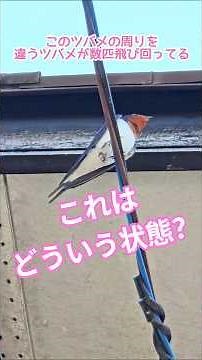 ツバメの周りをツバメが飛び回る… #ツバメ #ゆる昆