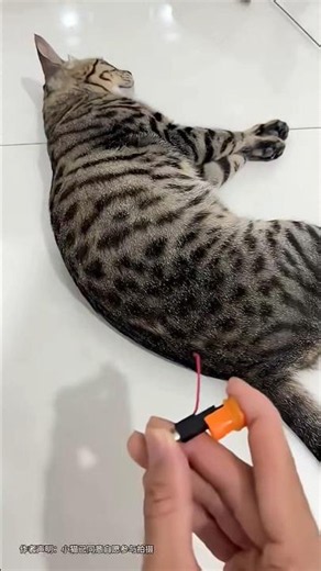 #cat #funny #kitten #cute #campfire #trending #memes #toys