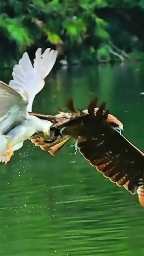 The little swan is carrying a fish in its mouth. Suddenly a hawk comes and snatches the fish 🐟#hawk #eaglepower47 from its mouth and the fish falls into the water. | Eagle power