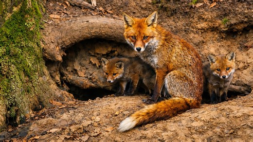 What this wildlife camera found at the entrance of a fox den