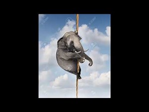Disneys Magic English Theme 20 Wild Animals