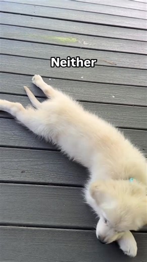 👉Every time I post a sploot video, the comments split into two camps. ➡️One side says it’s a sign of hip dysplasia. The other side says it’s a sign of perfect hips. ➡️➡️You’re both wrong. ✅What splooting actually is: A comfortable rest position. That’s it. ➡️Puppies are incredibly flexible and will stretch out in whatever position feels good. The sploot allows them to cool their belly on a cool surface while stretching their back legs. ➡️Does it indicate hip problems? No. Dogs with hip dysplasi