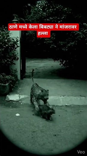 ठाणे मध्ये केला बिबट्या ने मांजरावर हल्ला #cat #leopard #thane #thanenews #bibtya #viral #shorts