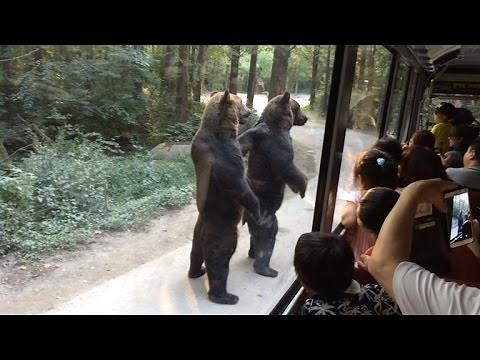 Watch These Bears Walk on Hind Legs Entertaining Surprised Tourists