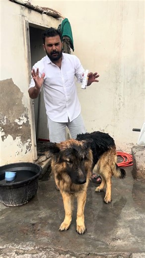 Which Shampoo to Use for Dog Skin Problems? | German Shepherd Skin Care Guide #germanshepherd