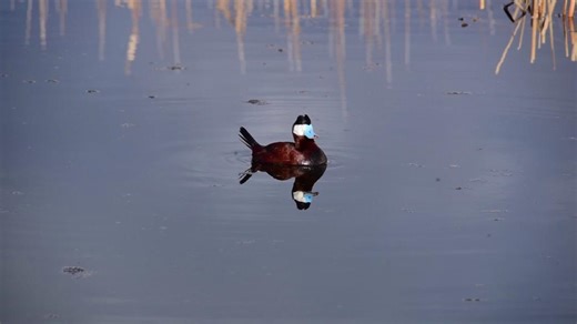It's here! It's here! Our annual Federal Duck Stamp Contest is here! The 2025 Contest will be held on September 18 and 19, 2025. Join us live for an event that some ducks call a dabbling good time. Every Duck Stamp sold helps protect wetlands and wildlife habitat. By buying Federal Duck Stamps, you can make a difference by providing wildlife habitat in your own community. Since 1934, some $800 million dollars has helped to fund more than 5.7 million acres of habitat. Little wonder the Federal Du