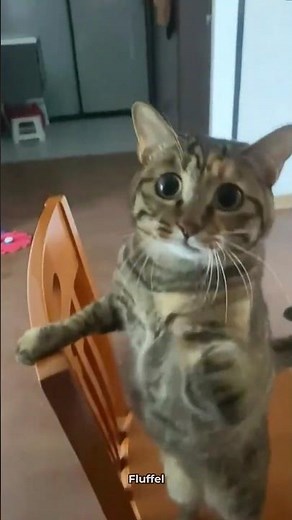These Are The Cutest Cats In The World 😍