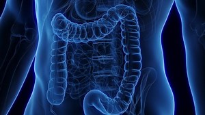 3d Rendered Animation Intestinal Microbiome Colonization Stock Footage Video (100% Royalty-free) 1097105769 | Shutterstock