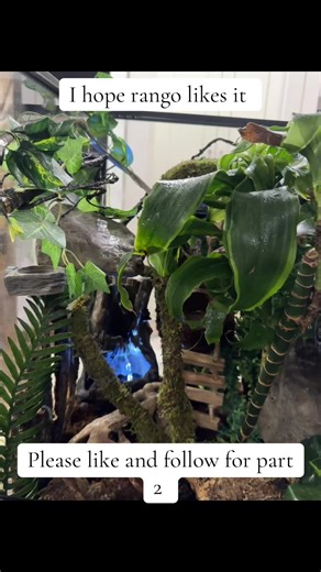 Rango's New Home: A Gecko's Adventure