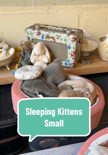 Wahhh they have arrived and they GORGEOUS!! Lots of questions about them in the large carry cots too - I will film this too … but I tested it in the live unboxing and they are cute in there - you can actually squeeze two in. Maileg make the most adorable plushies and these kittens are no exception 😍😍 We have both colours in stock now (plush the medium sleeping kittens and bunnies too) Harness is an optional extra (as are the cosy baskets) and is listed as Sleeping Bunny Supply, Harness I am lo