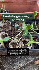 Loofah sponge gourds are so cool! So many uses! You can even grow more loofas in loofahs! #loofa #loofah | James Weston
