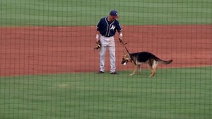 GOOD DOG: A German Shepherd interrupts a minor-league baseball game by racing onto the field and catching the ball! The helpful pooch was eventually corralled by an employee of the Los Angeles Dodgers' Double-A affiliate Tulsa Drillers, and the dog got to take the ball home! https://cbsloc.al/2JW5LxW | CBS LA