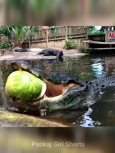 How Alligators Break Turtle's Hard Shells