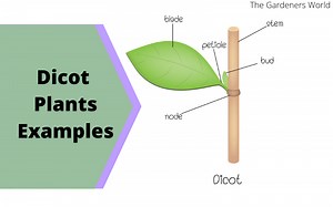 What Are Some Dicot Plants Examples? - The Gardeners World