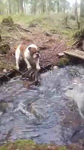 Cobra snake protects two puppies fell into a well Click below to know more & watch video <3 >>> http://bit.ly/1Qsrnd0 <<< <3 | Pet Lovers