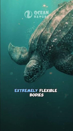 How Can Leatherback Turtles Dive Deeper Than Submarines? #facts