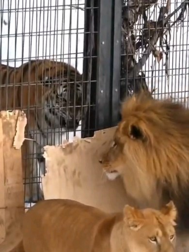 Siberian Tiger vs African Lion: A Wild Showdown