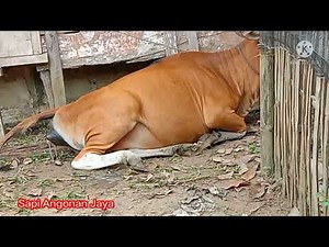 Proses Sapi Bali Beranak perdana