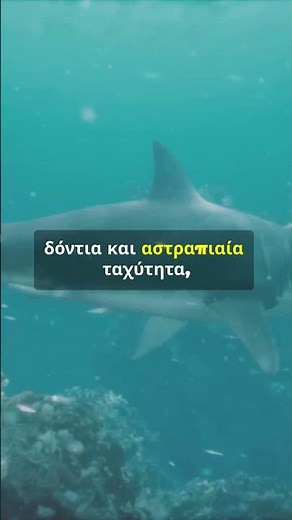 Ο λευκός καρχαρίας . Ο κυνηγός των ωκεανών