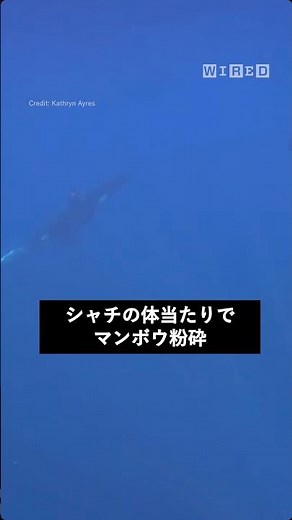 シャチの体当たりでマンボウ粉砕