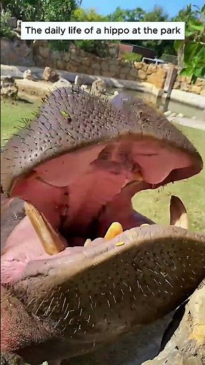 Have you ever seen a hippo this big before?