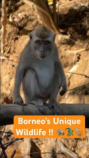 Borneo’s Unique Wildlife !! 🐒🐘🐊 Kinabatangan River