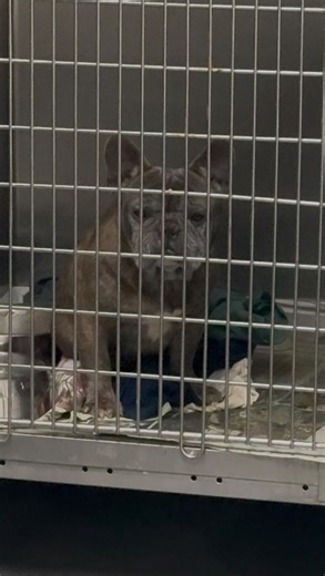 Sarah - SEAACA shelter volunteer 🐶 on Instagram: "☹️ Kimchi is scheduled to lose his life at SEAACA on Wednesday, 2/11, at 2pm. ID: 26-07301 📍 SEAACA Shelter – Downey, CA Shelter notes: 5+ yrs., male, able to handle, came in with 26-07302, anxiety in shelter setting, pyoderma, pododermatitis, tail fold dermatitis, skin scrape = negative 2/4/2026, otitis externa, BOAS, overweight, SQ growth (benign vs malignant), dental tartar 3/3, needs further medical care. Must receive commitment no later th