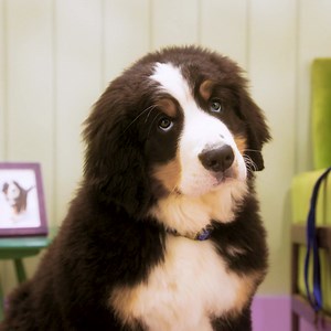 9.4K views · 144 reactions | Worm eggs can remain undetected outside for years, so they’re easy for your dog to pick up and bring into your home. If your best friend is left untreated, they could get sick AND spread worm eggs to your family.  Good habits start at home, so take home a vet- recommended regular worming routine for your pet. #vetoquinol #myhappypet #petcare #creatureofhabits #dog #worms | My Happy Pet Worldwide | Facebook