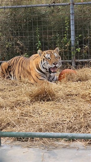 Bruce enjoying the fall spirit. More videos to come, please be patient animal people are great with animals not so much the social media. But we're trying. Please like, share, and follow it really helps raise awareness. | East Coast Exotic Animal Rescue