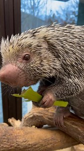 Rico ASMR. | Cincinnati Zoo & Botanical Garden