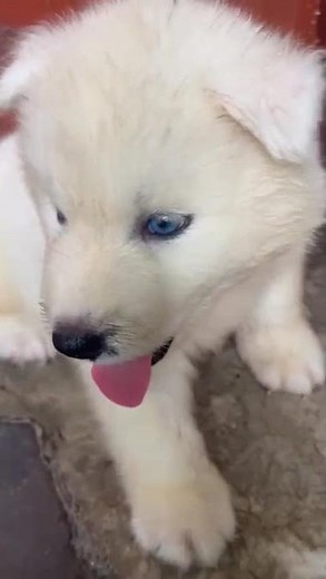 Most Adorable Husky Puppies 🐾💖 | Cuteness Overload